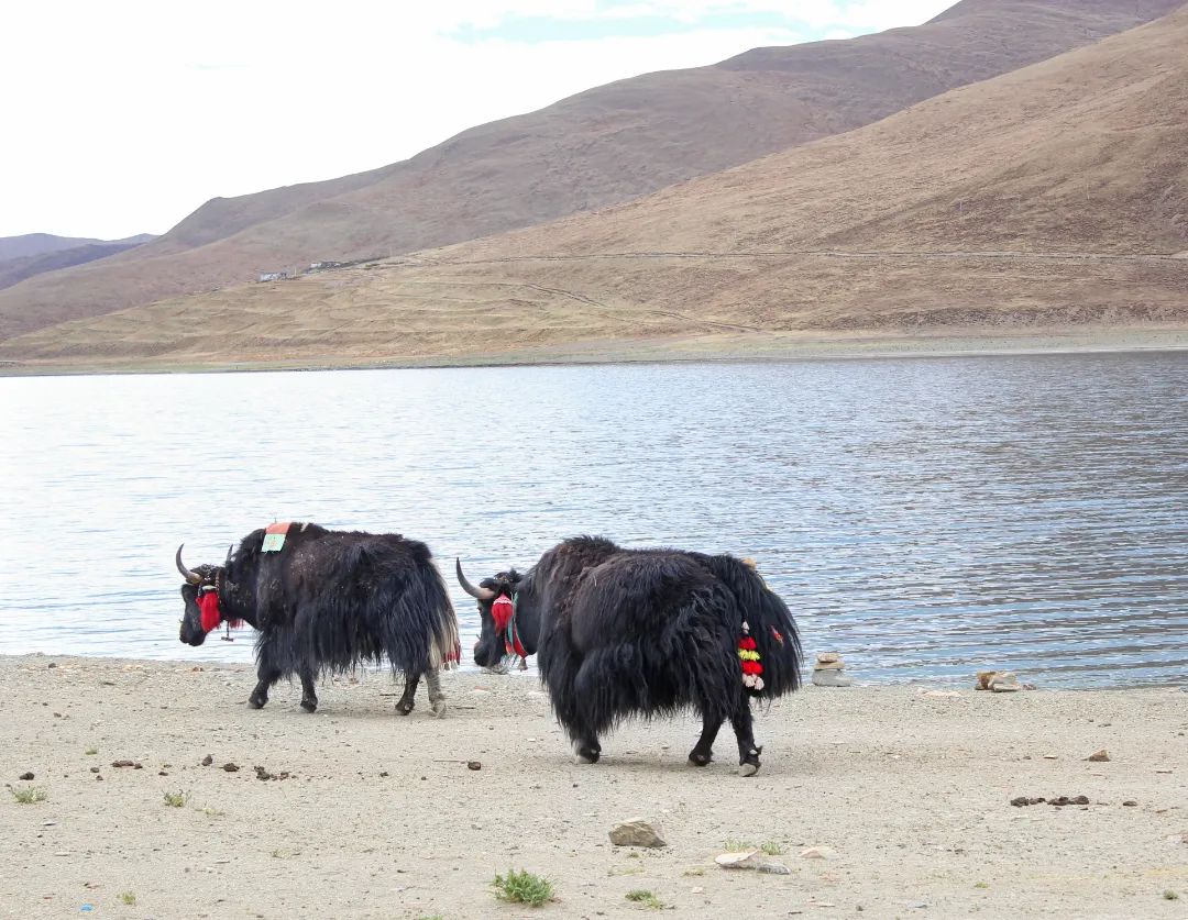 雪域西藏，此生必駕—— 自由炮護航！